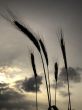 silhouettes of five barley ears