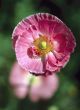 Red blossom poppy on green background