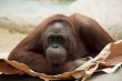 Orangutan Lying on Paper