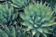 Pineapple green Cactus