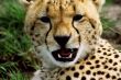 Growling Cheetah