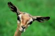 Gerenuk Face on green grass