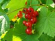 redcurrant