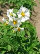 potato flowers