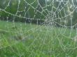 Web nature