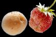 strawberry in apricot in water