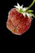 strawberry in water closeup