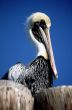 Pelican Sitting on Piling