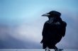 Perched Raven