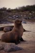 Sea Lion, Galapagos Islands