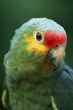 Green Tropical Parrot