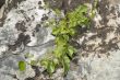 birch stick on rock