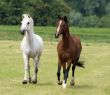 Brown and white horse together