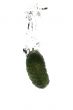 cucumber in water