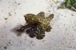 Blue Ringed Octopus, Mabul Island, Malaysia