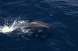 Spinner Dolphin, Papua New Guinea