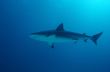 Snub Nose Blacktip Reef Shark