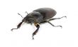  stag beetle