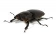 stag beetle