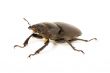 stag beetle