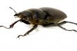 stag beetle