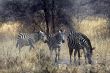 Zebras,Serengeti