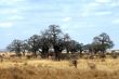 Baobabs,Tanzania