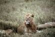 Lion,Serengeti