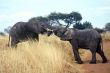 Elephants,Serengeti