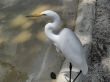 White egret in Flamingo gardens in Florida