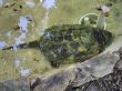 Alligator snapping turtle