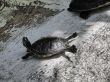 A small turtle in Flamingo gardens in Florida