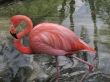 A red flamingo in Flamingo Gardens in Florida