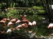 Red Flamingos in Florida