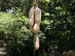 Sausage tree in Flamingo gardens in Florida