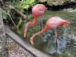 Red Flamingos in Flamingo gardens in Florida