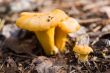 Young chanterelles