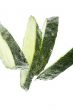 Cutting cucumber in water closeup