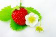 Strawberries and flowers on white background.