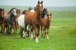 Horses Running