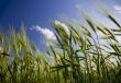 green wheat field and cloudy sky