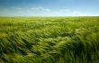 green wheat field and cloudy sky