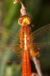 Dragonfly ( sympetrum sp )