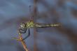 Dragonfly ( sympetrum sp )