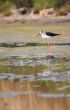 Black-Winged Stilt