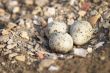 Eggs of Black-winged