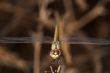 Dragonfly ( sympetrum sp )