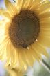 	sunflower / soft toning / pleasant pastel colors