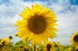 sunflowers under a blue sky