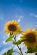 sunflowers under a blue sky